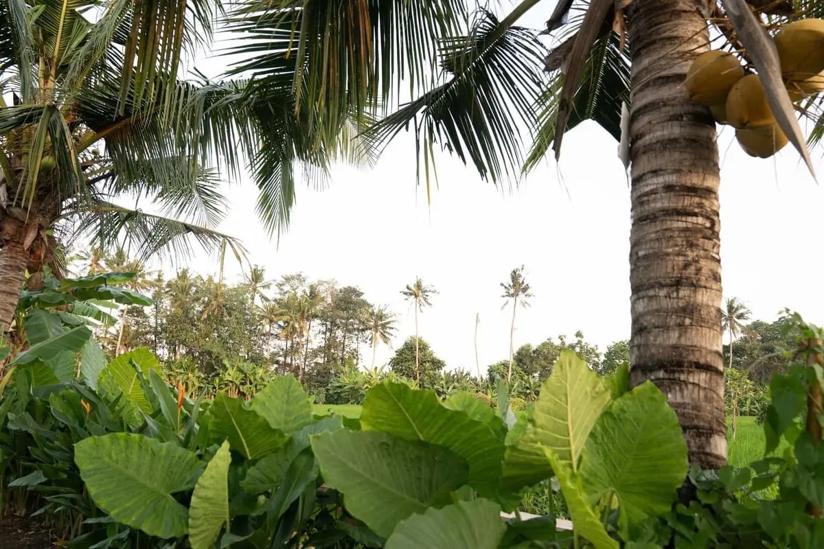 2 bedroom quiet rice field Seseh Villa — image 4