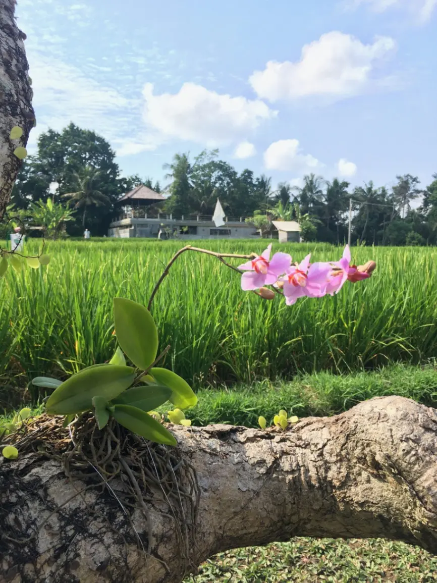 Unique Eco Lux Villa with Rice Field Views - AVAIL 15th AUG — image 2