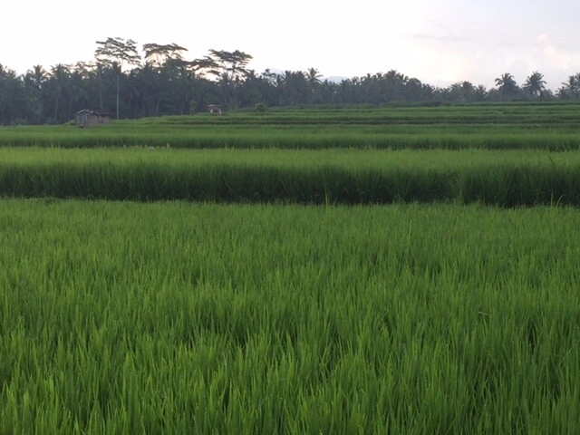 #1 Bedroom Joglo with ricefield view in Ubud — image 1