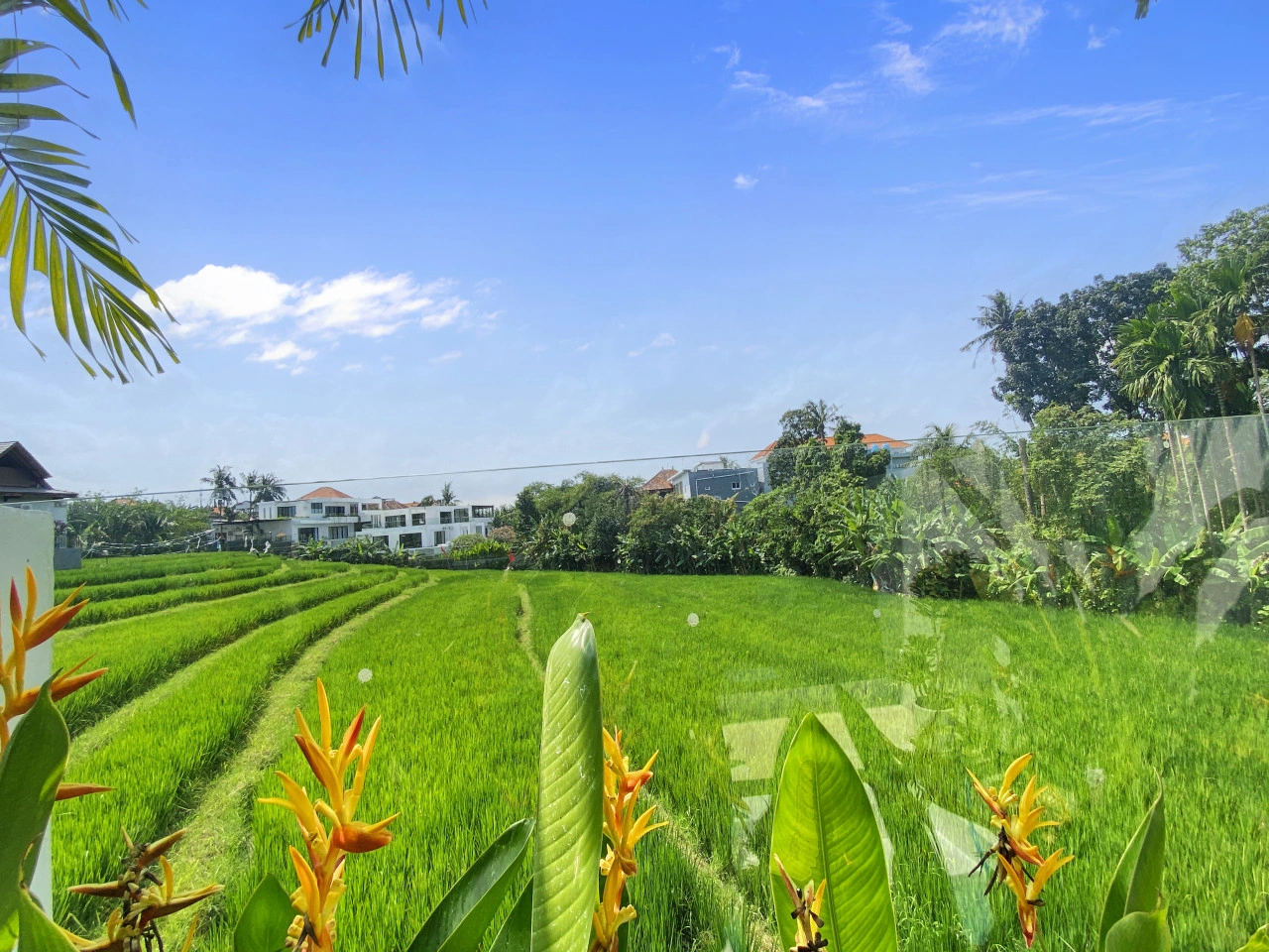 Ricefield View In Canggu