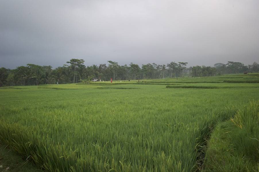 Ubud Villa 3376