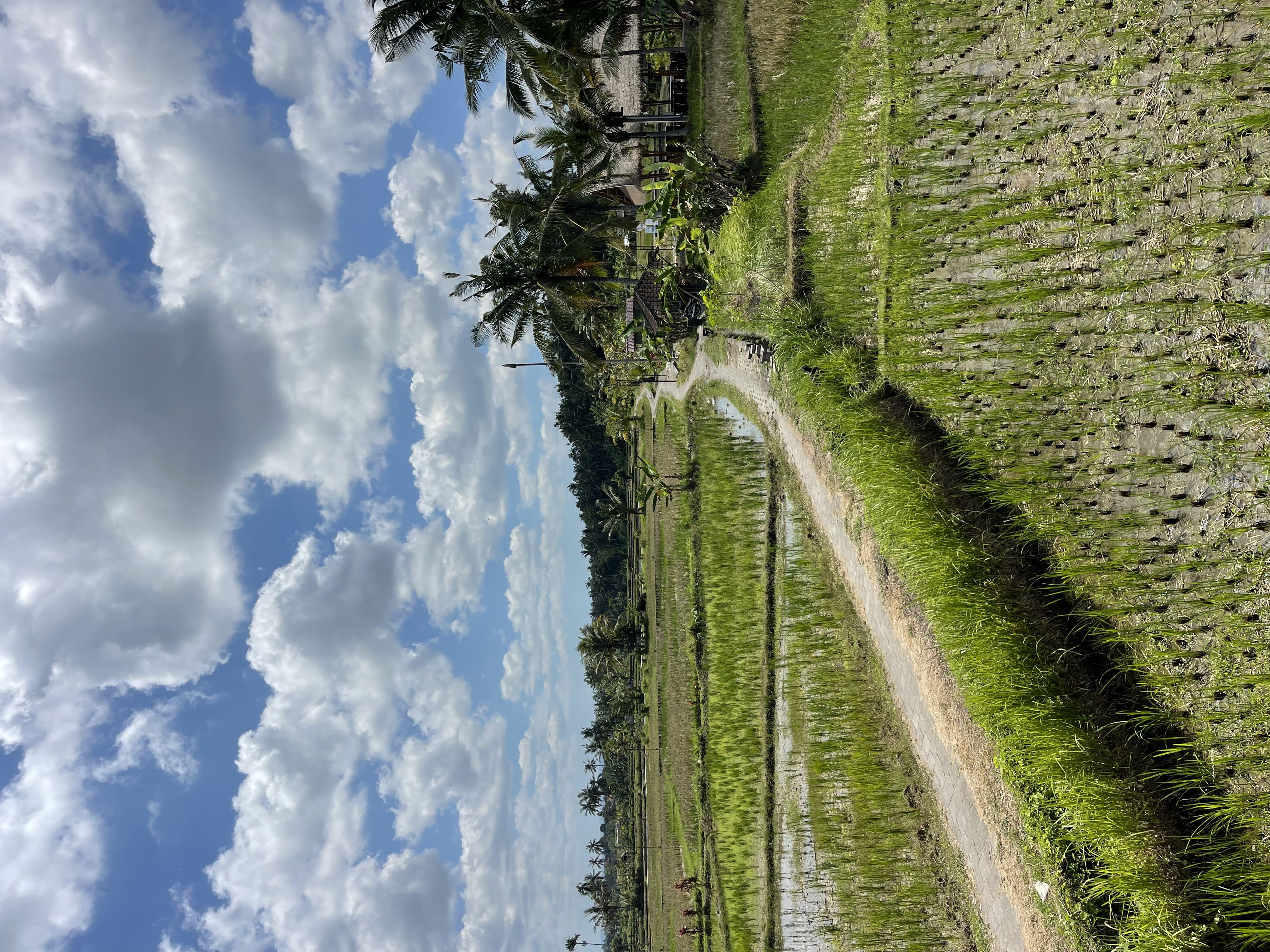 Villa #1 · 1 bed · Mas in Ubud — image 7