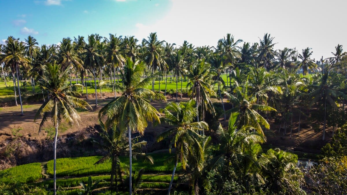 Villa Balinese Monkeys in Ubud — image 10